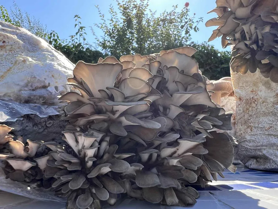Trsnatec lupenitý — maitake