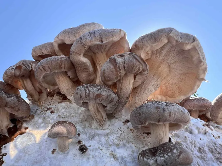Houževnatec jedlý — shiitake