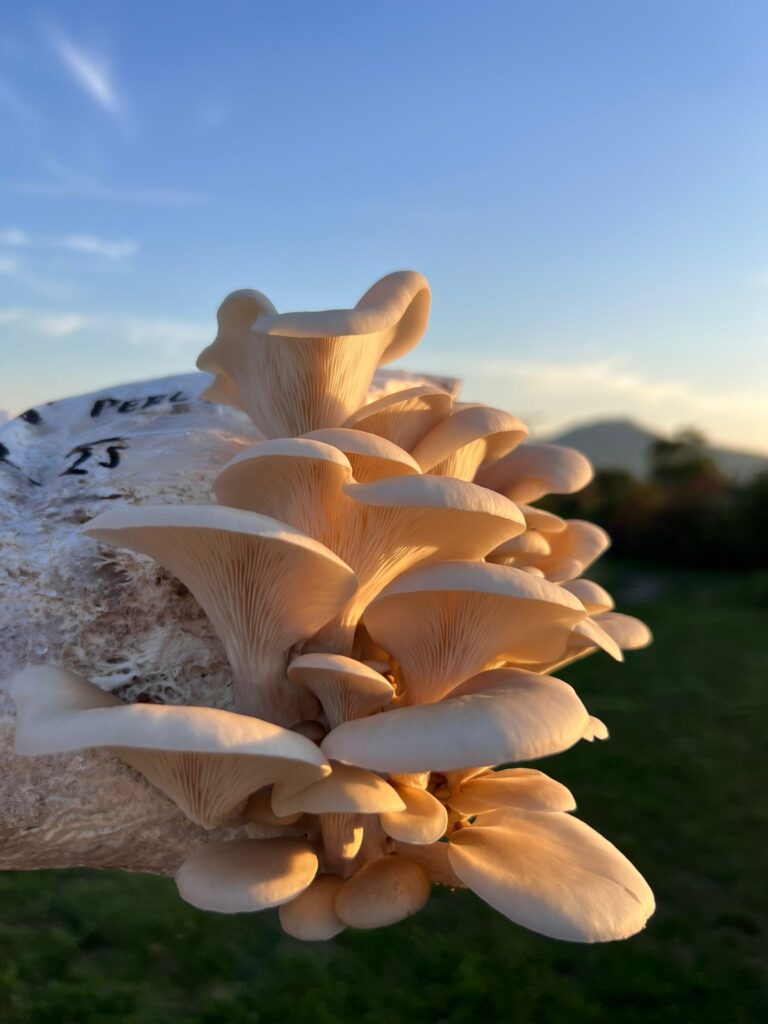 obrázek na webu Mykofarma obrázek v rámci Hlíva bílá perla (Pleurotus ostreatus var. White Pearl)