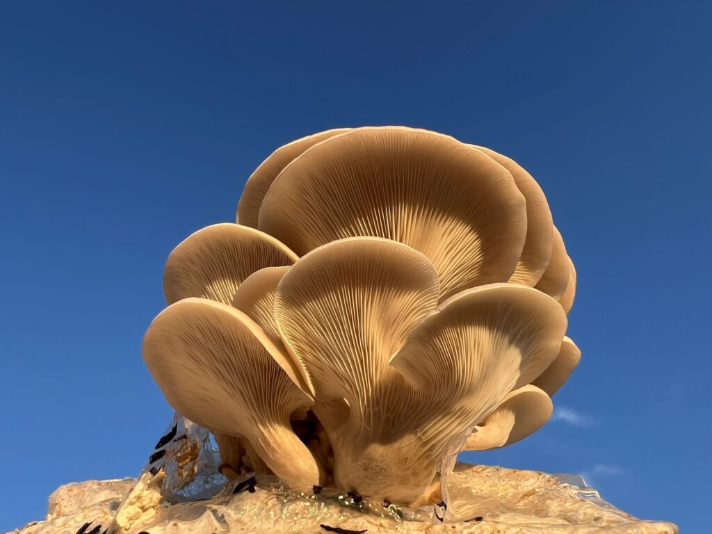 obrázek na webu Mykofarma obrázek v rámci Hlíva bílá perla (Pleurotus ostreatus var. White Pearl)