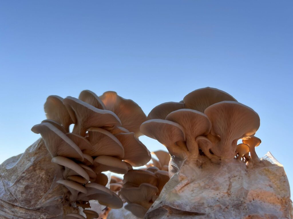 obrázek na webu Mykofarma obrázek v rámci Hlíva bílá perla (Pleurotus ostreatus var. White Pearl)