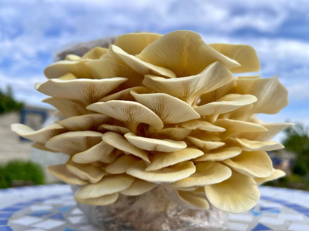 obrázek na webu Mykofarma obrázek v rámci Hlíva citronová (Pleurotus citrinopileatus)