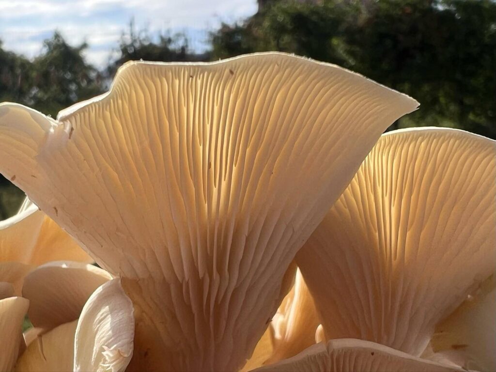 obrázek na webu Mykofarma obrázek v rámci Hlíva citronová (Pleurotus citrinopileatus)