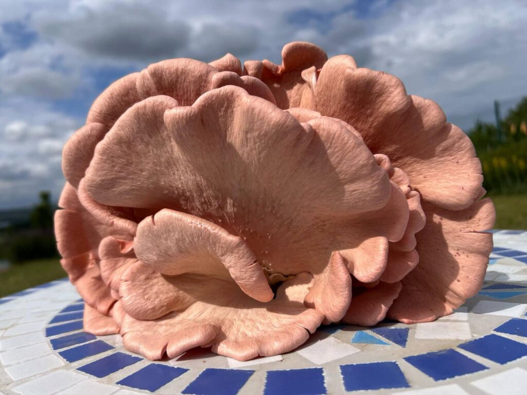 obrázek na webu Mykofarma obrázek v rámci Hlíva růžová (Pleurotus djamor)