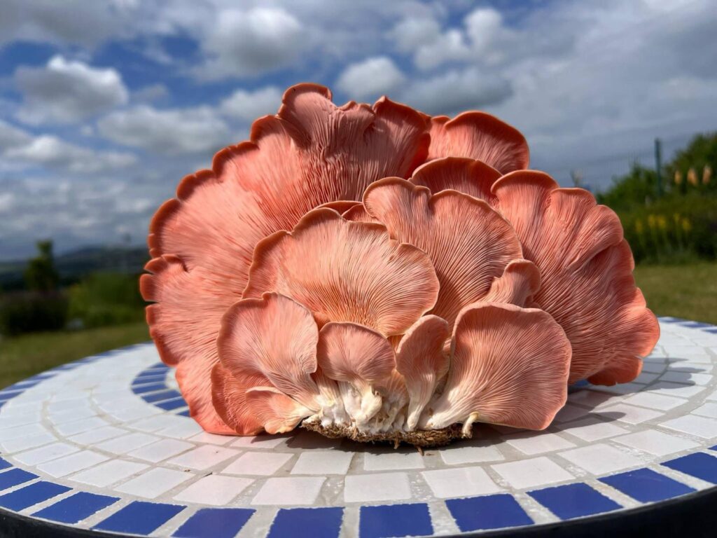obrázek na webu Mykofarma obrázek v rámci Hlíva růžová (Pleurotus djamor)