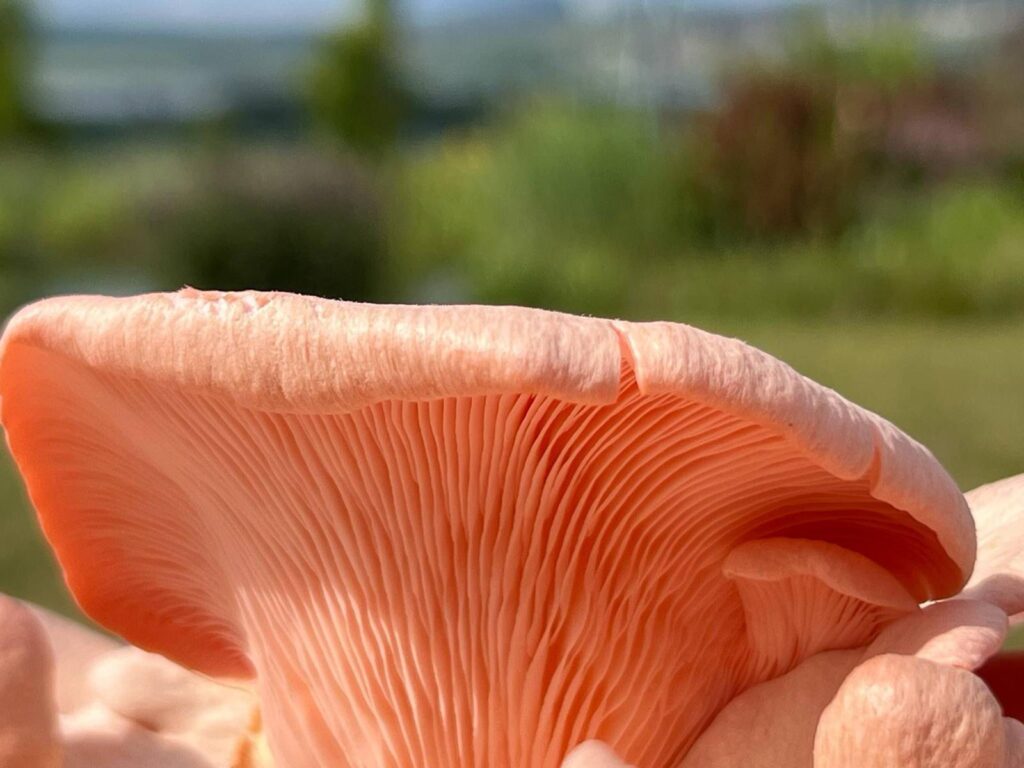 obrázek na webu Mykofarma obrázek v rámci Hlíva růžová (Pleurotus djamor)