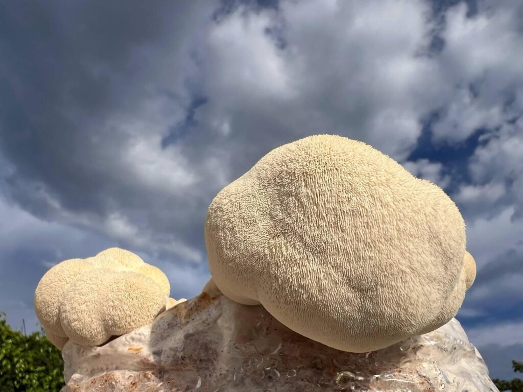obrázek v rámci Korálovec ježatý (Hericium erinaceus)