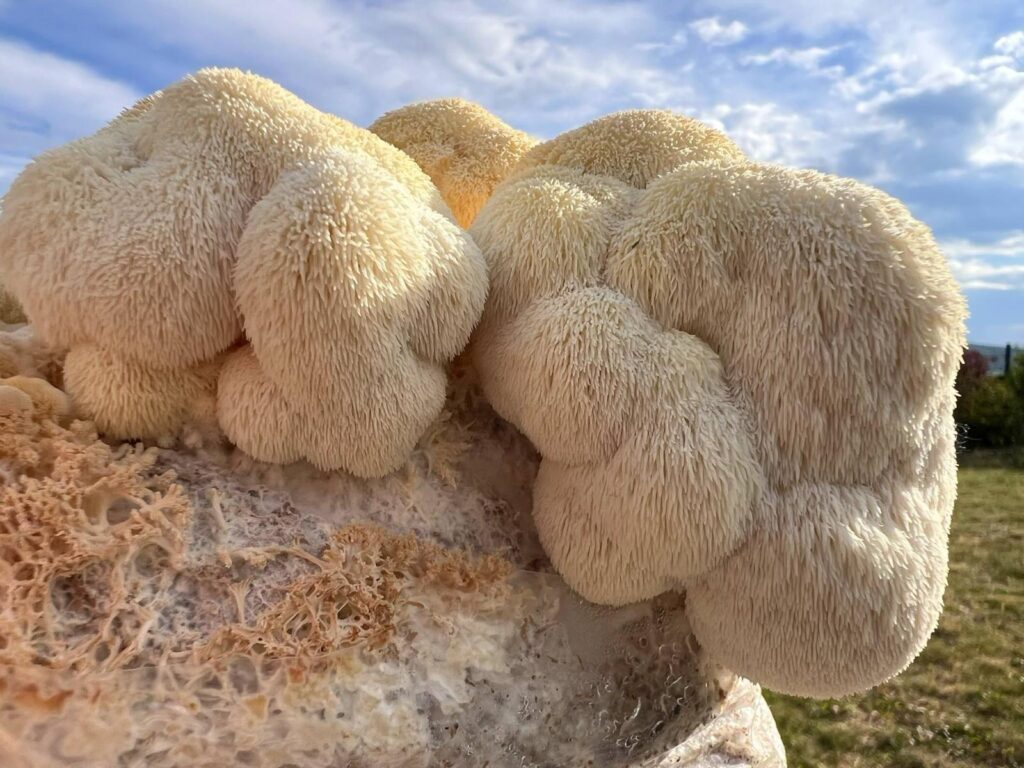 obrázek v rámci Korálovec ježatý (Hericium erinaceus)