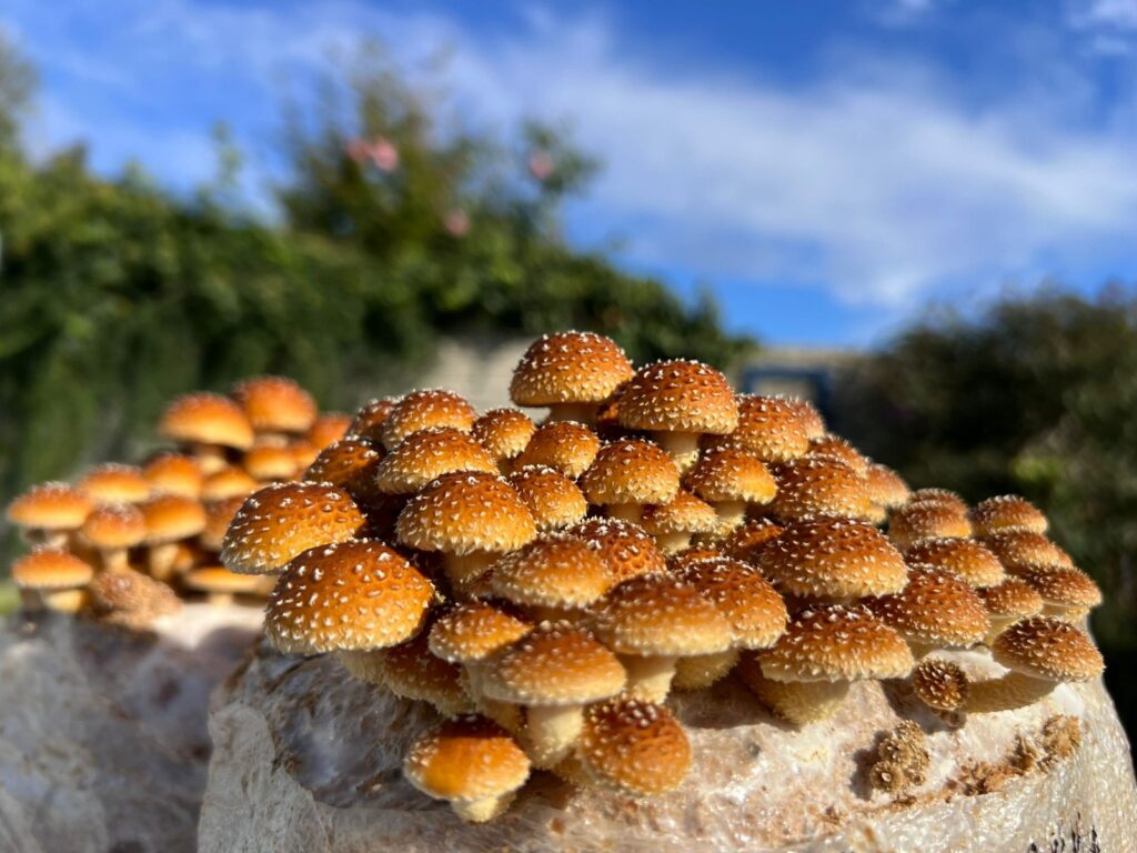 obrázek na webu Mykofarma obrázek v rámci Šupinovka slizká (Pholiota adiposa – Chestnut mushroom)