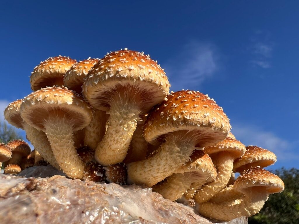 obrázek na webu Mykofarma obrázek v rámci Šupinovka slizká (Pholiota adiposa – Chestnut mushroom)